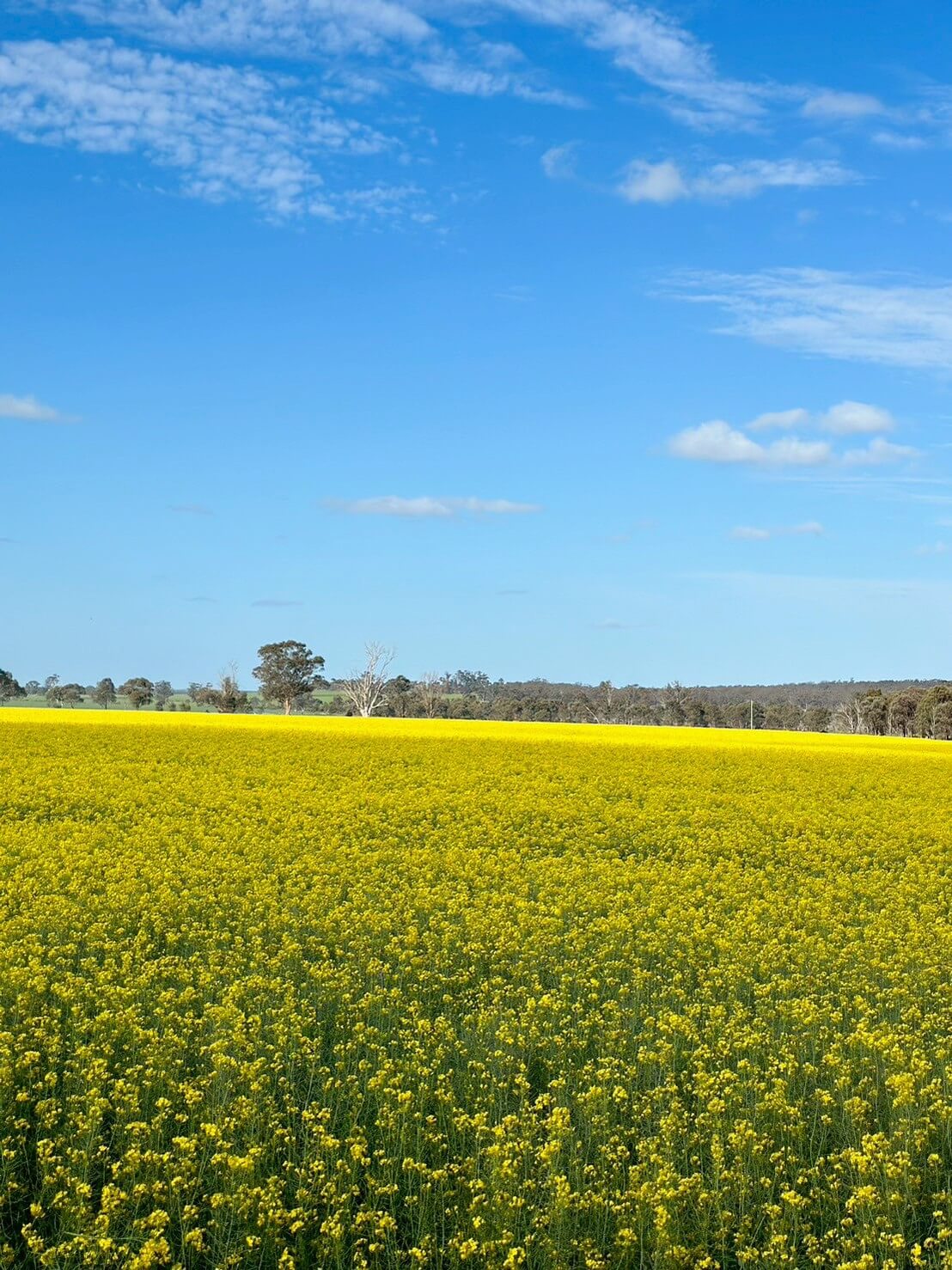 Carnella Canola Walk 1