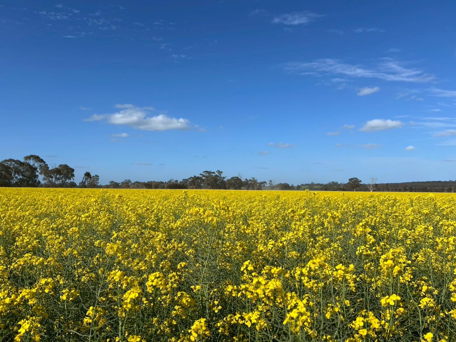 Carnella Canola Walk 10
