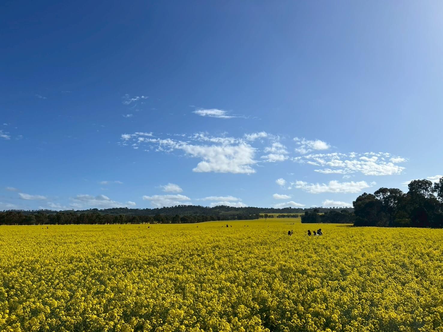 Carnella Canola Walk 11