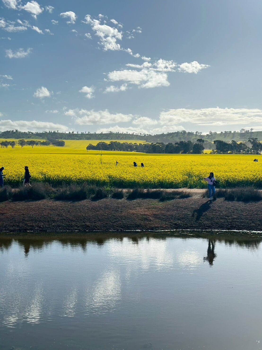 Carnella Canola Walk 2