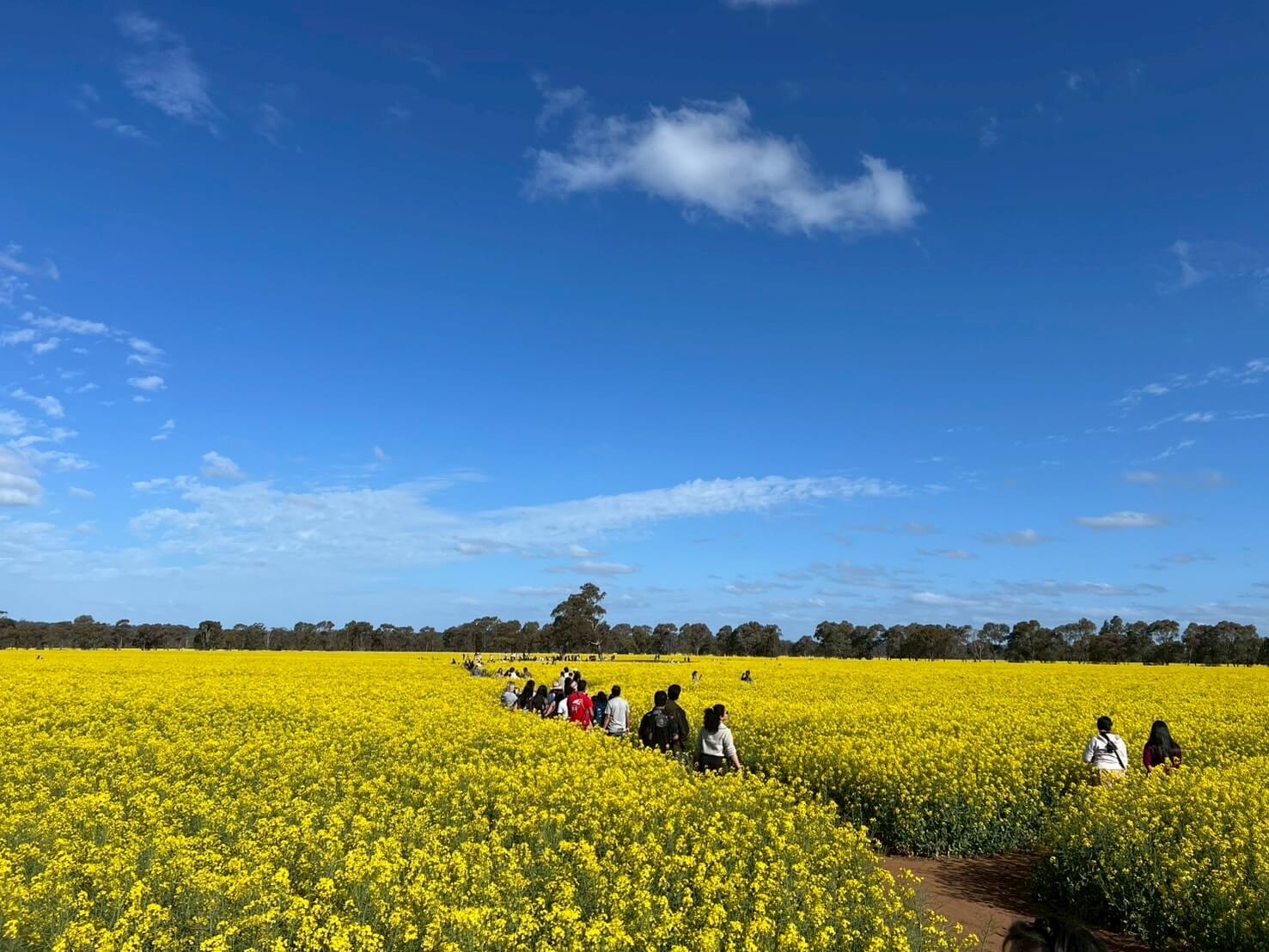 Carnella Canola Walk 3