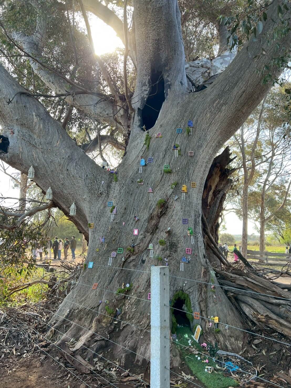 Carnella Canola Walk 6