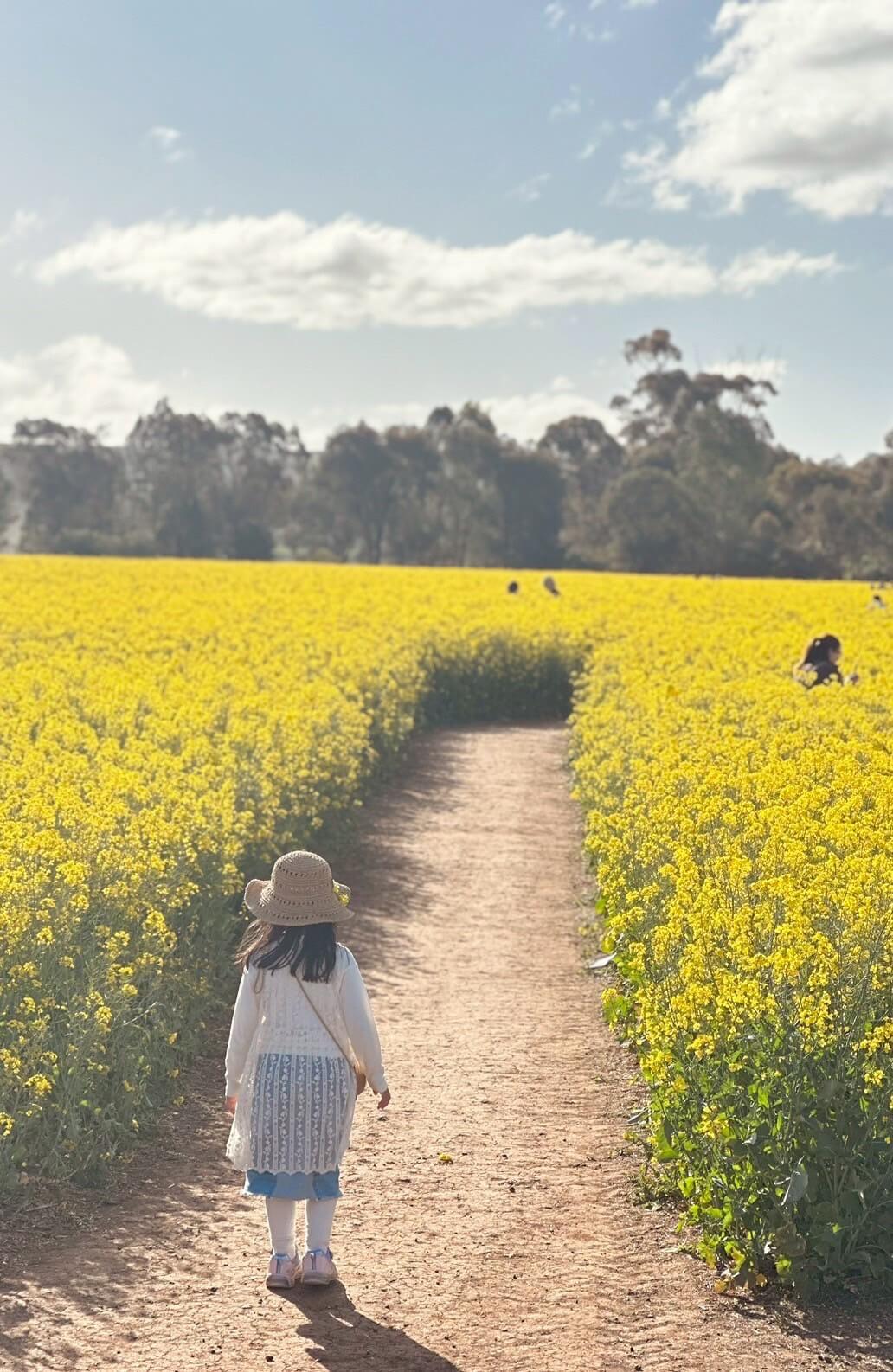 Carnella Canola Walk 7