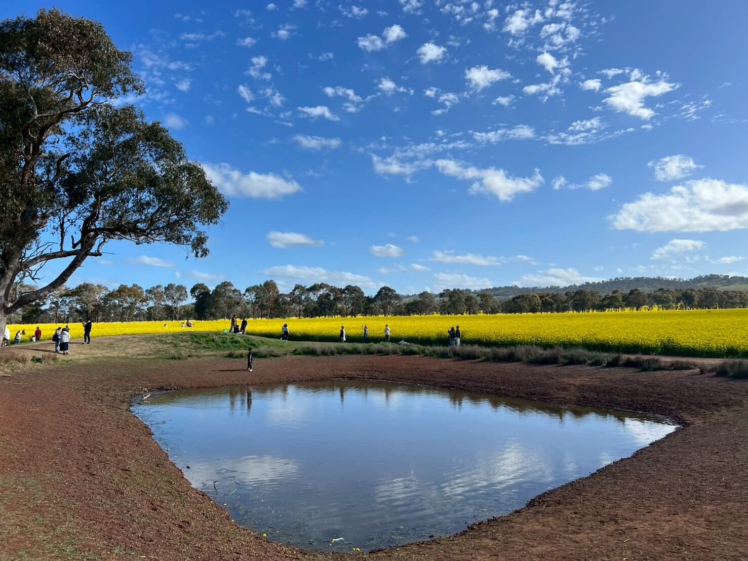 Carnella Canola Walk 8
