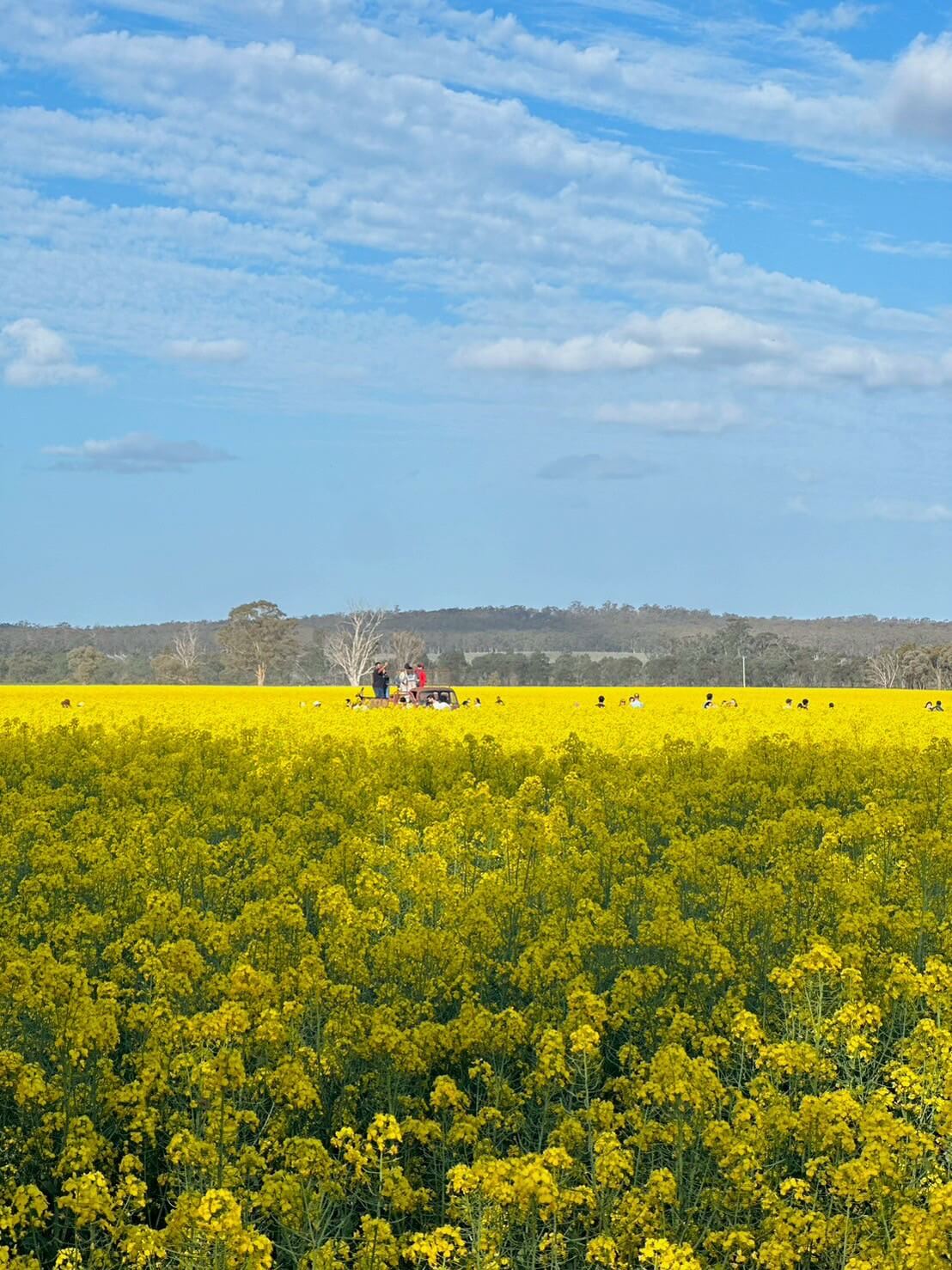 Carnella Canola Walk 9
