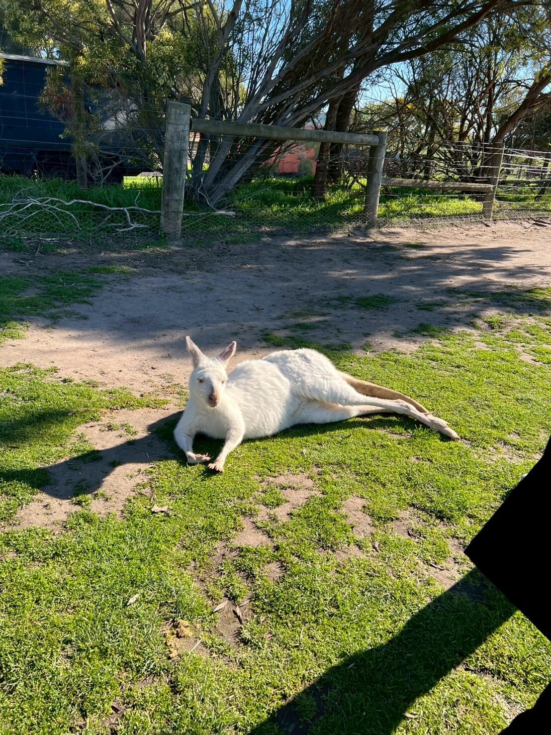 maru koala animal park 1