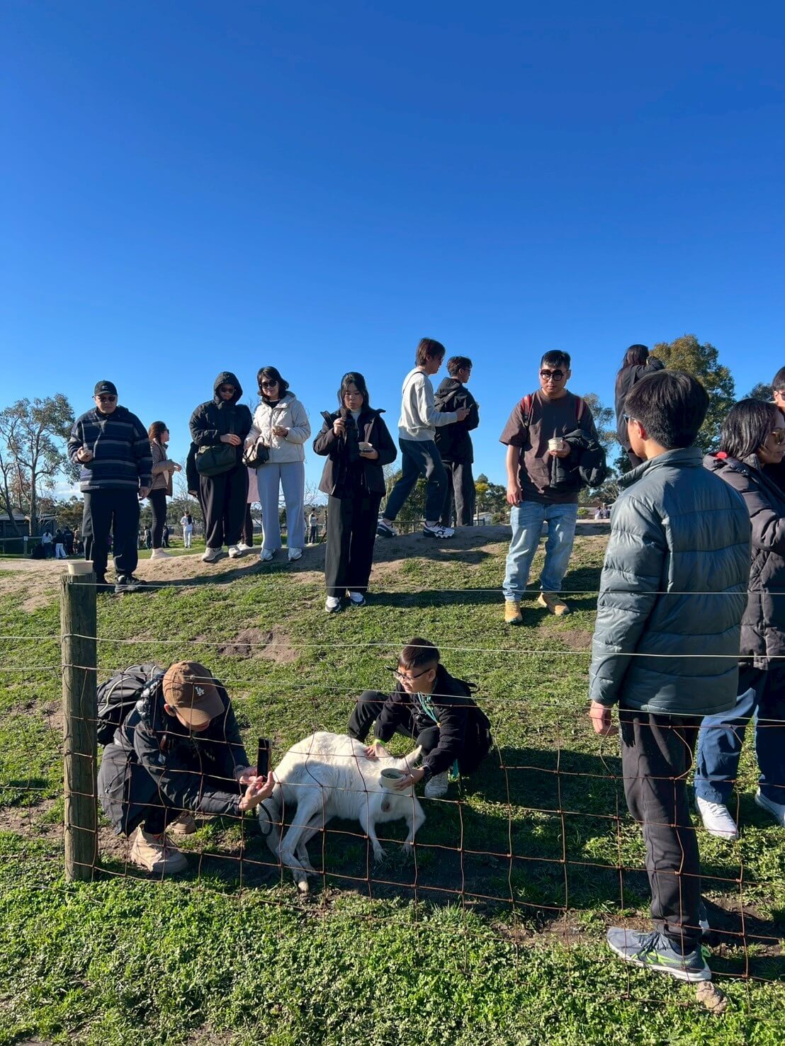maru koala animal park 11