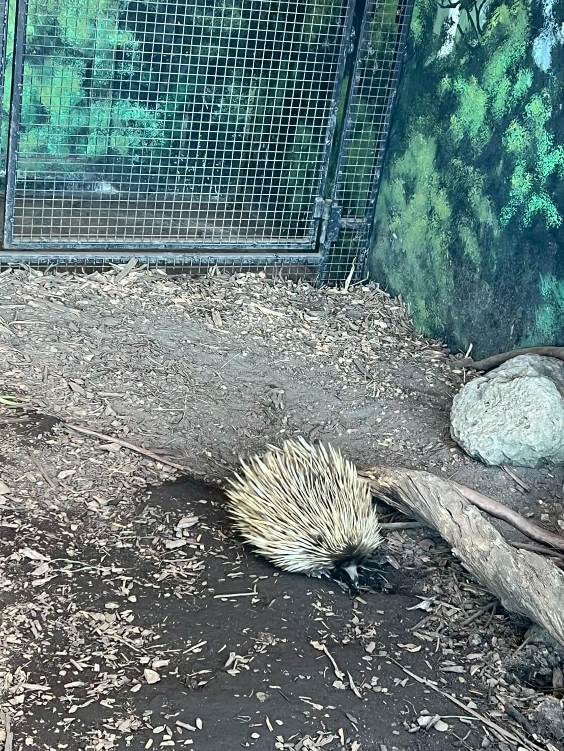 maru koala animal park 12