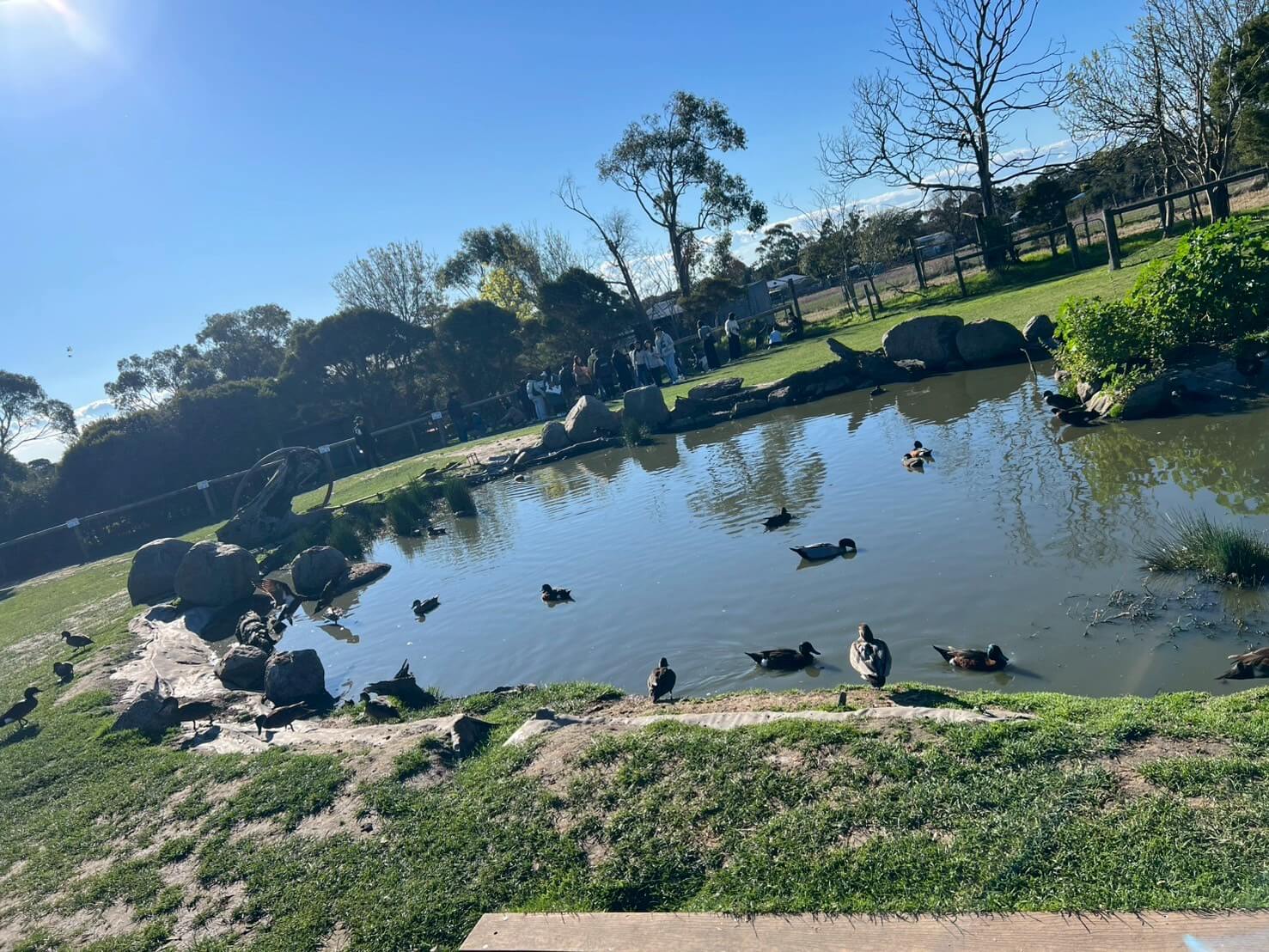 maru koala animal park 13