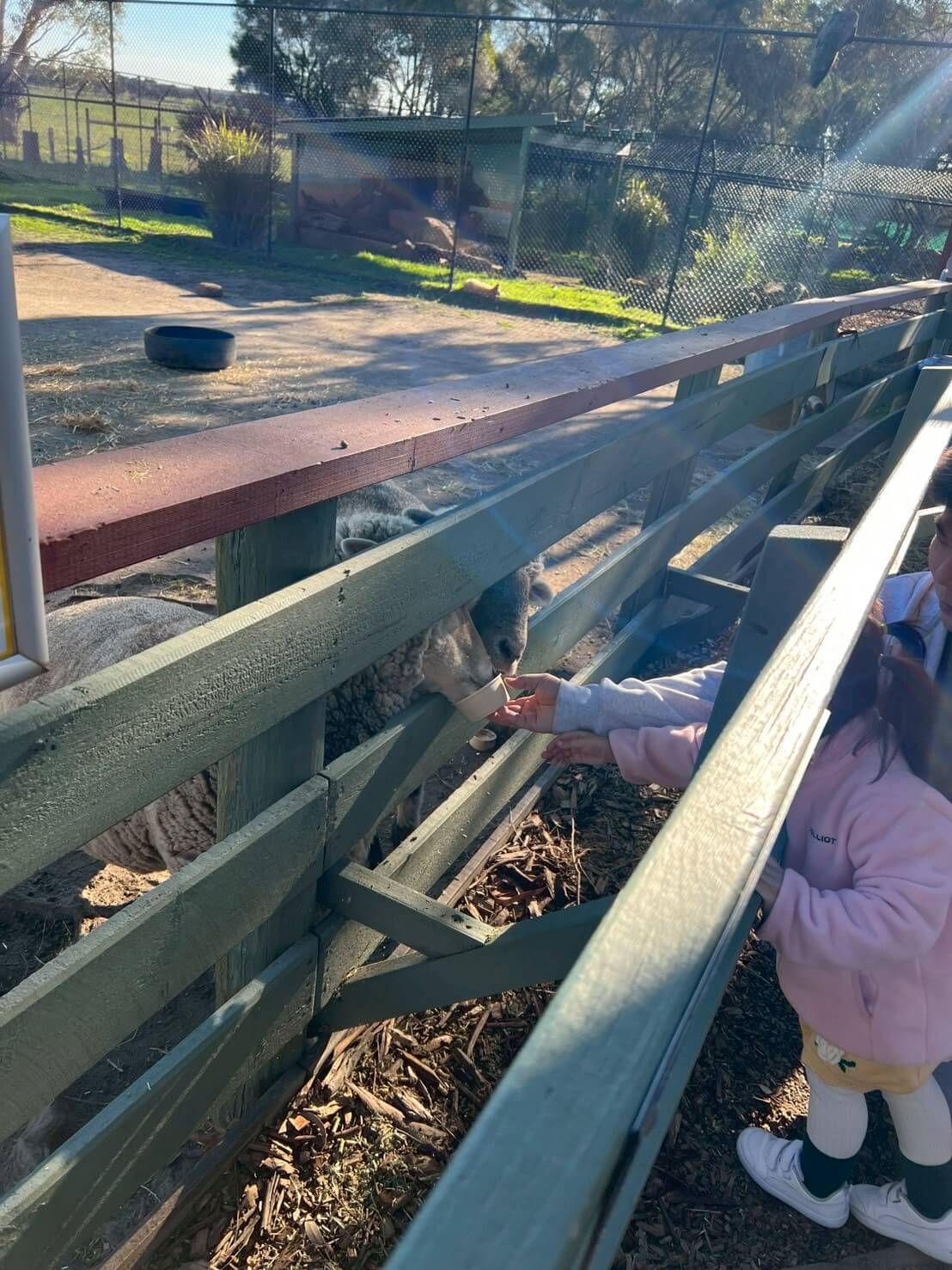 maru koala animal park 14