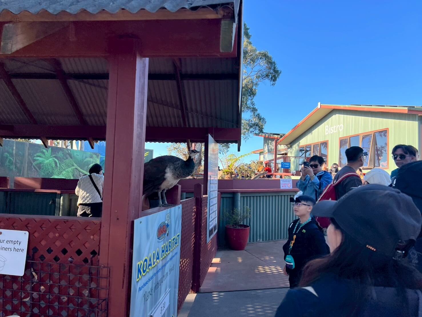 maru koala animal park 15