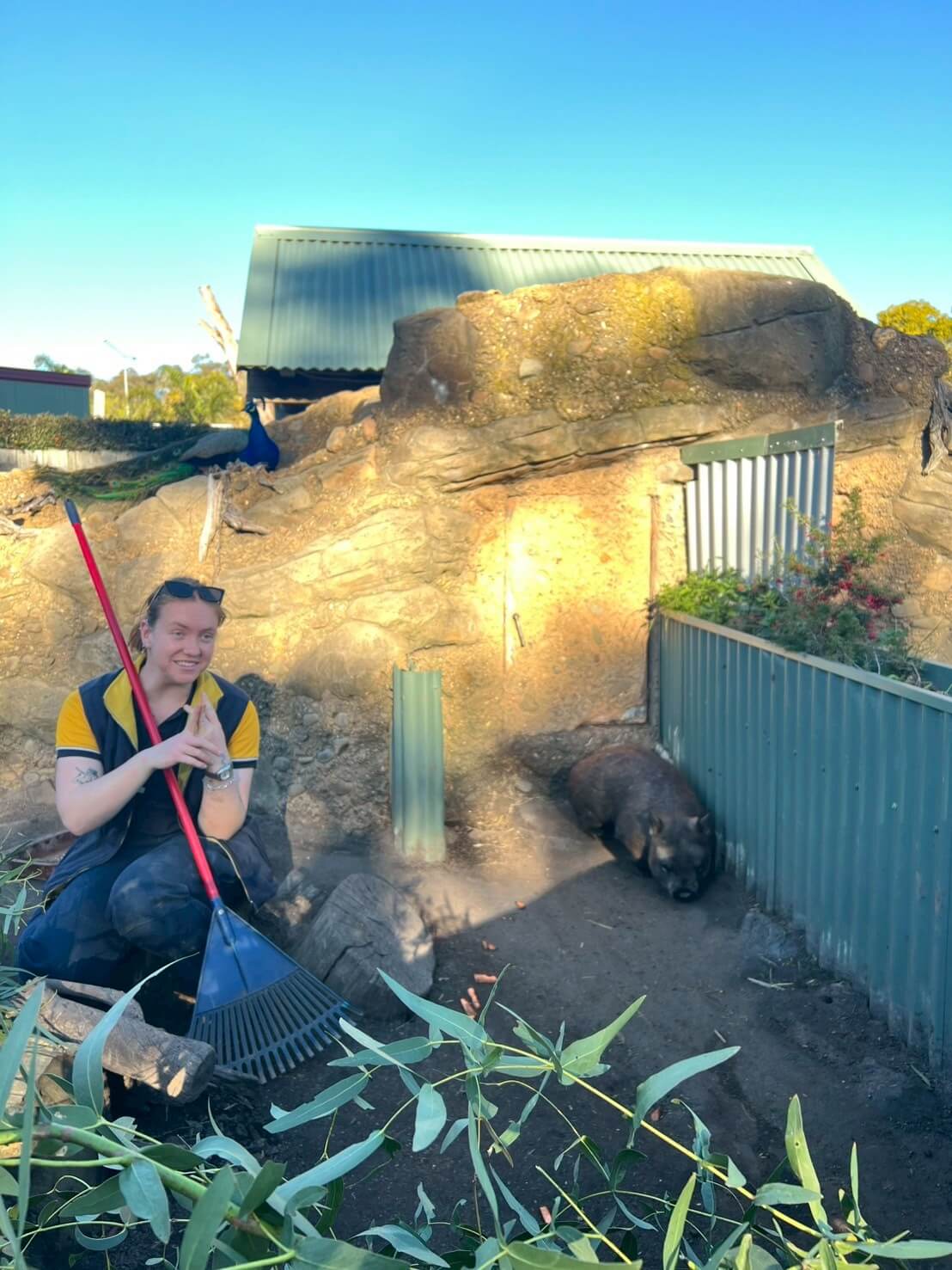 maru koala animal park 16