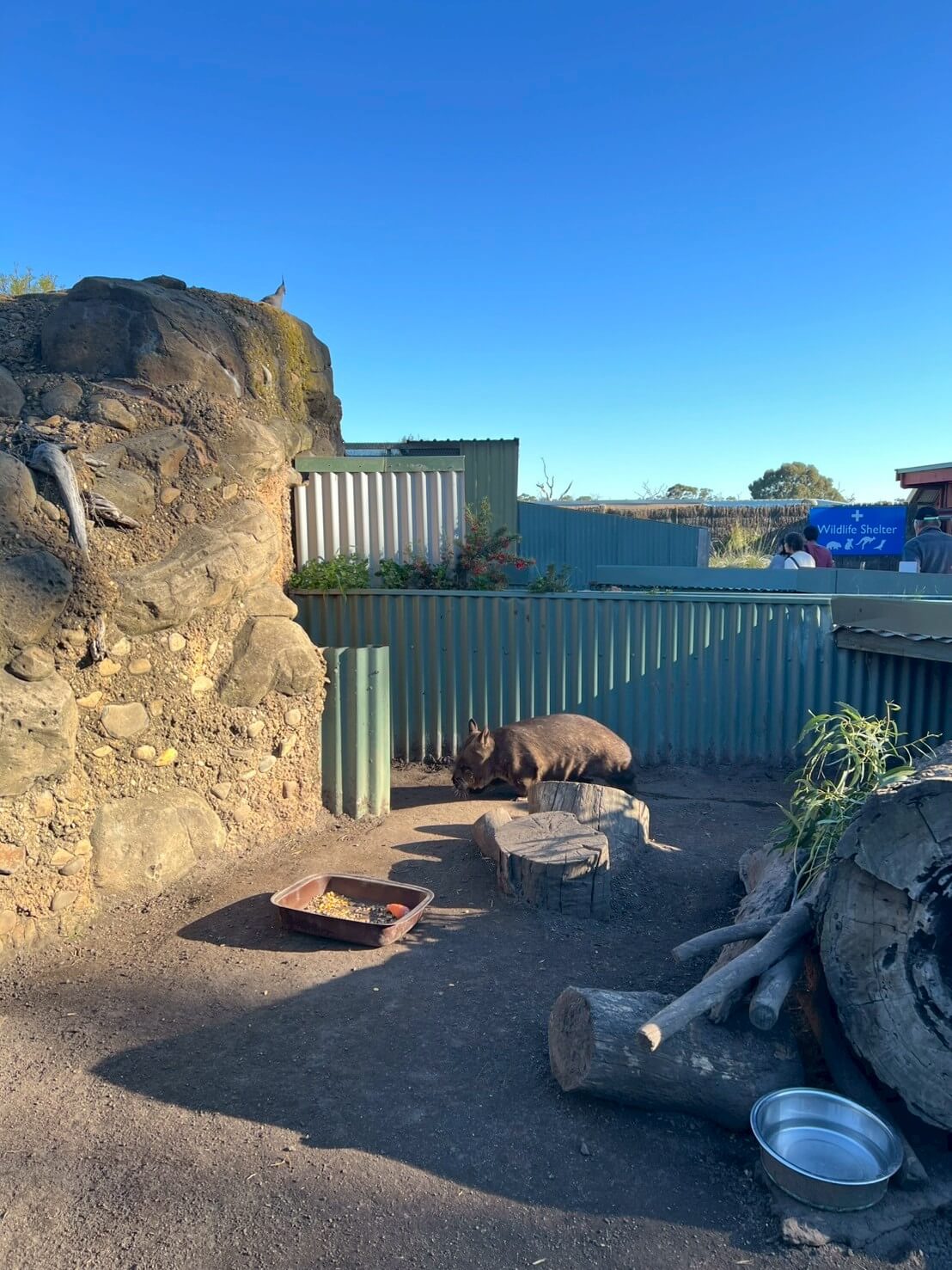 maru koala animal park 17