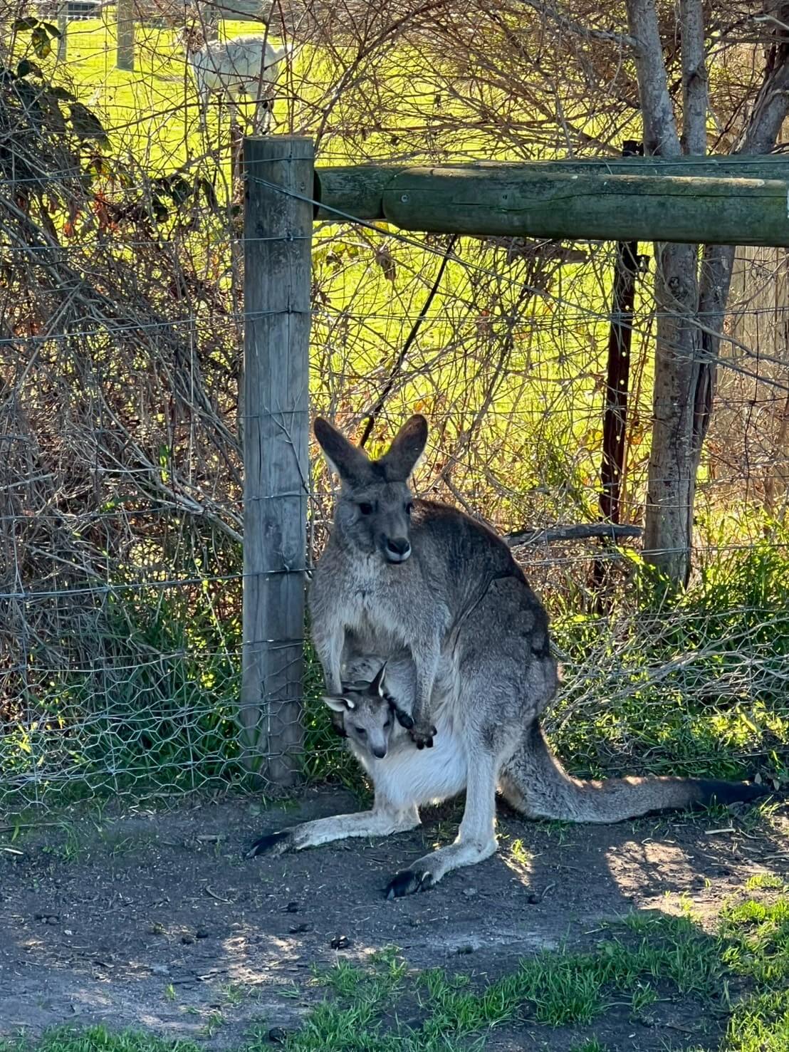 maru koala animal park 18