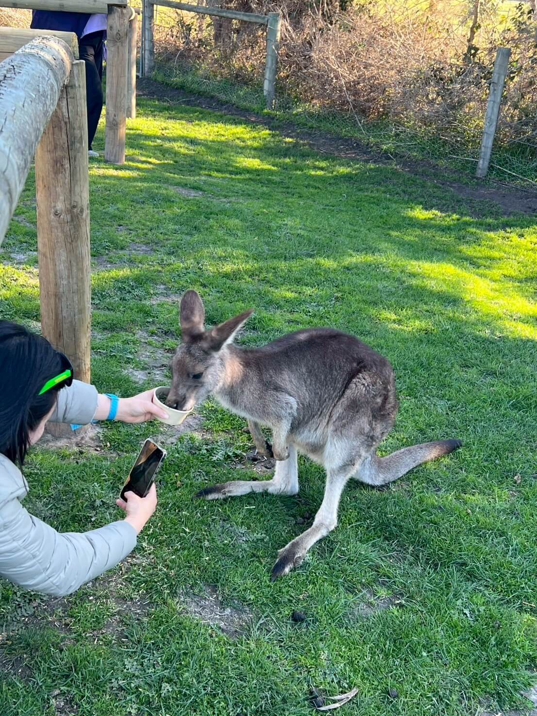 maru koala animal park 19