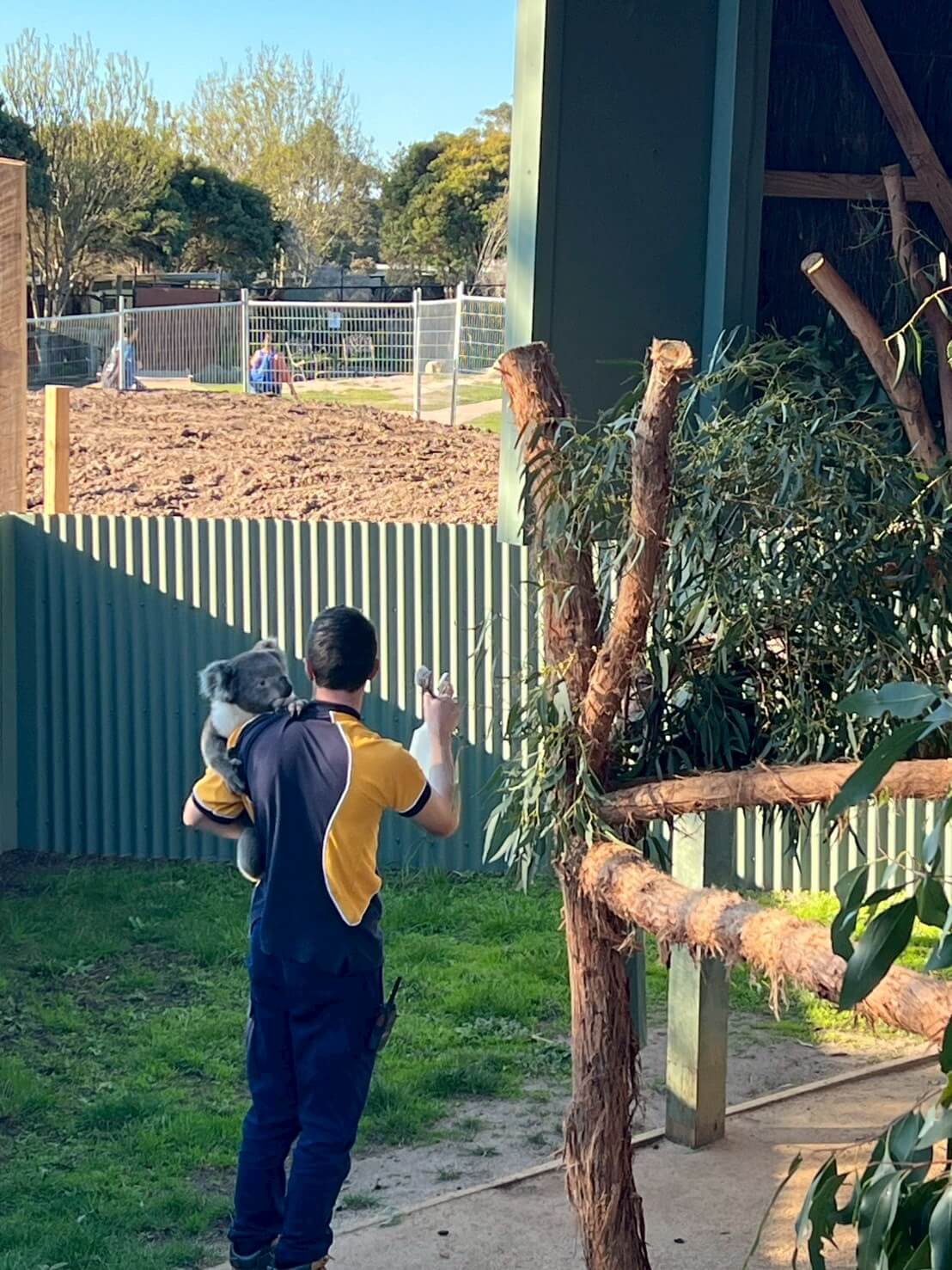 maru koala animal park 2