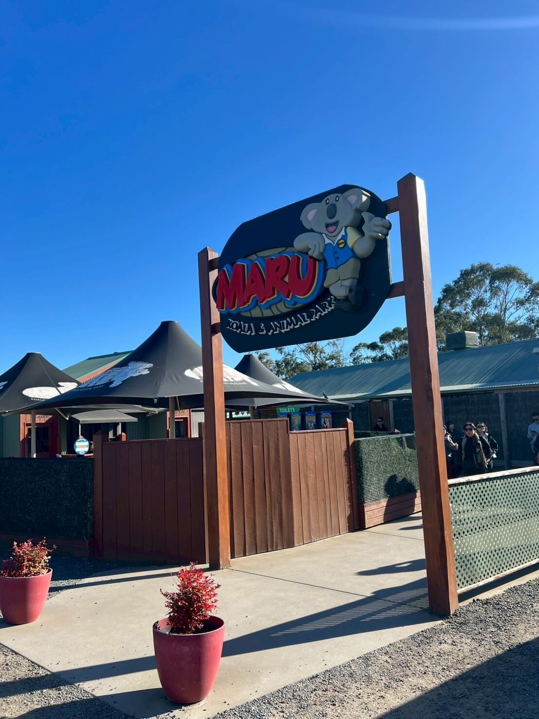 maru koala animal park 20