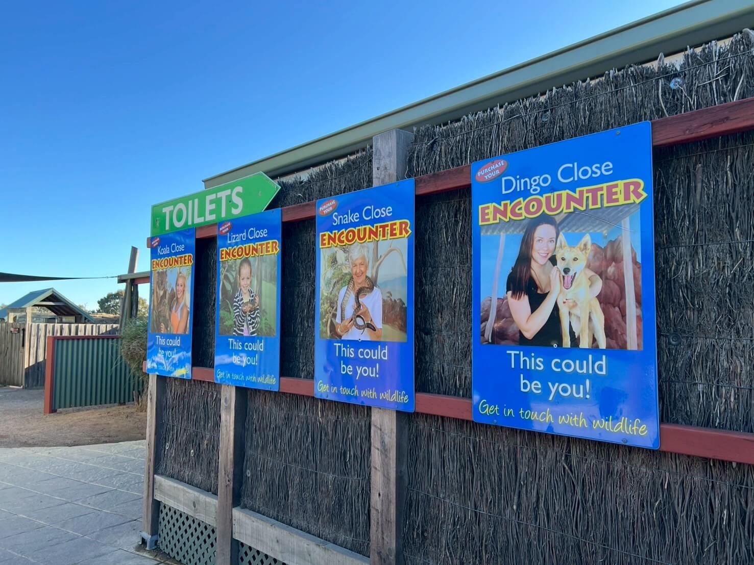 maru koala animal park 21