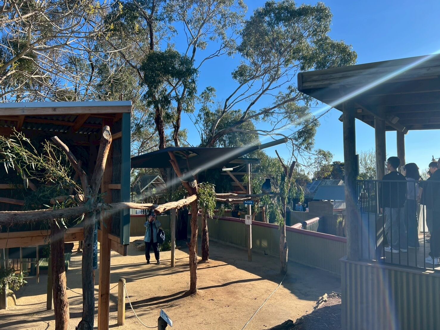 maru koala animal park 22