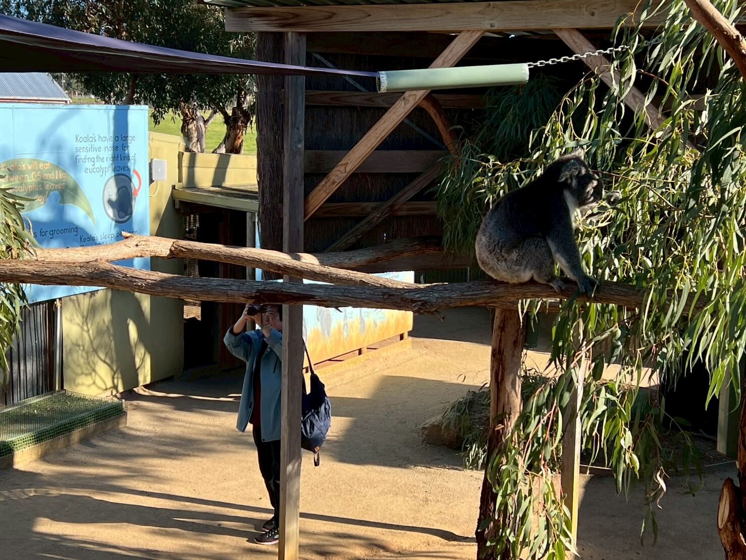 maru koala animal park 23