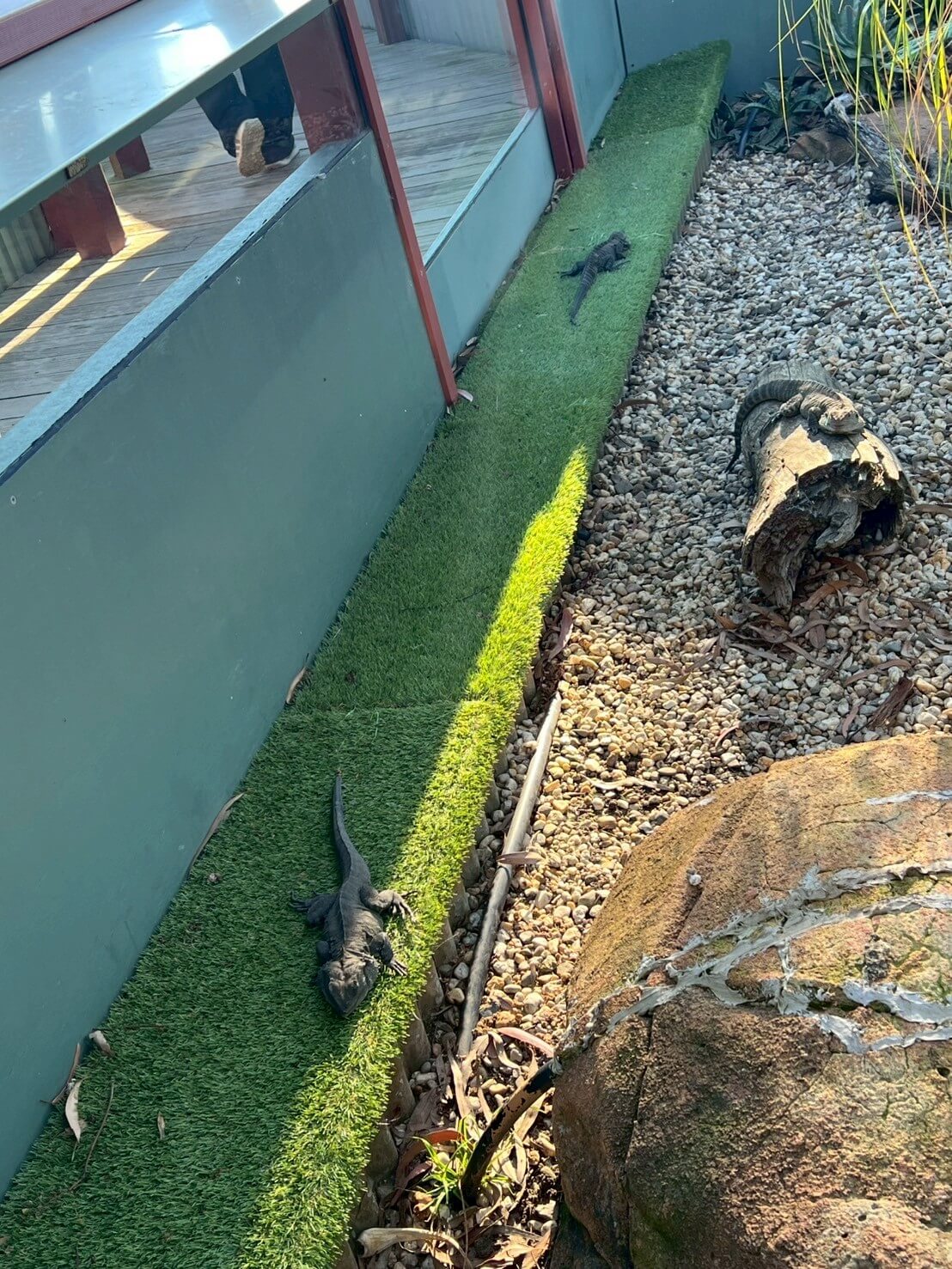 maru koala animal park 25