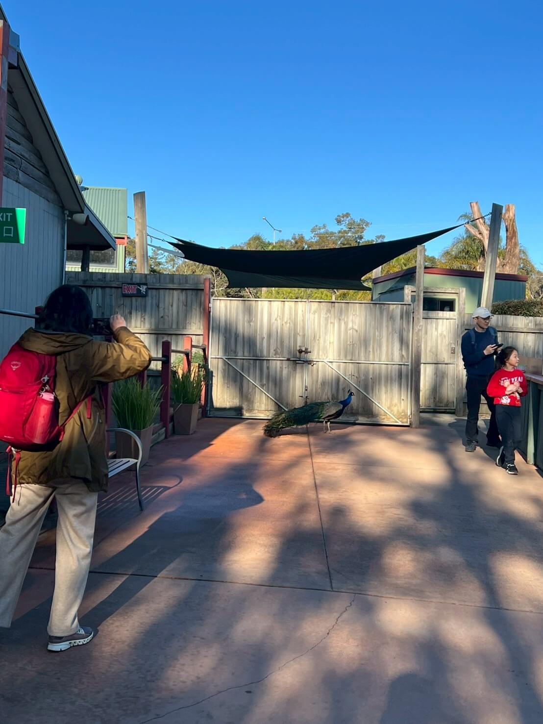 maru koala animal park 26