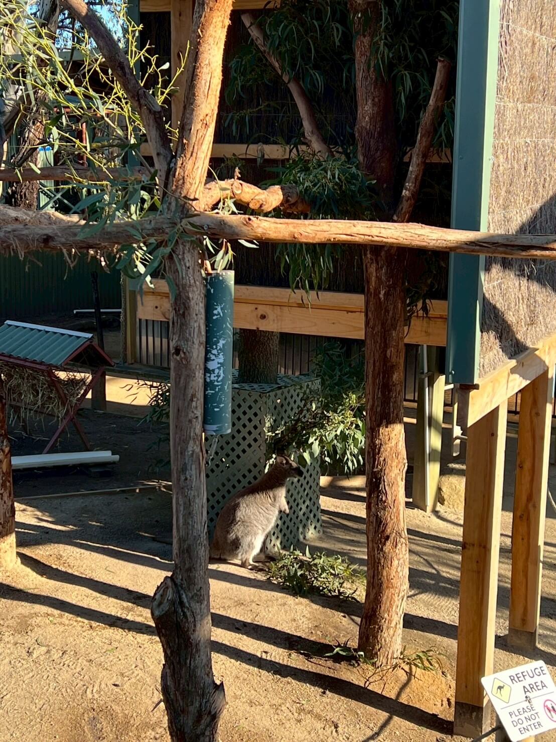 maru koala animal park 27