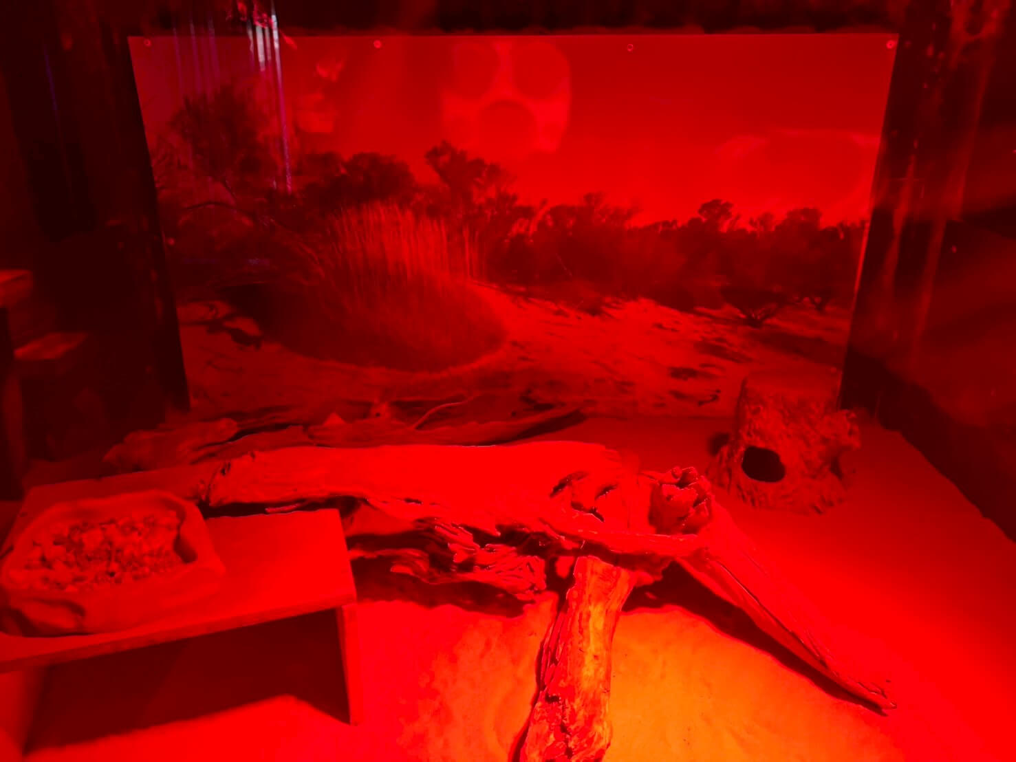 maru koala animal park 28