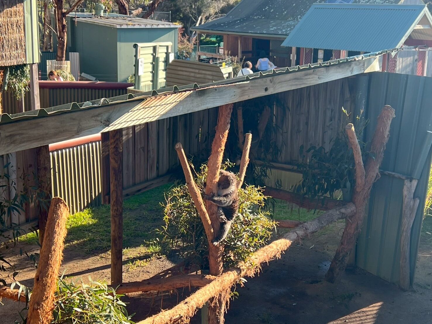 maru koala animal park 29