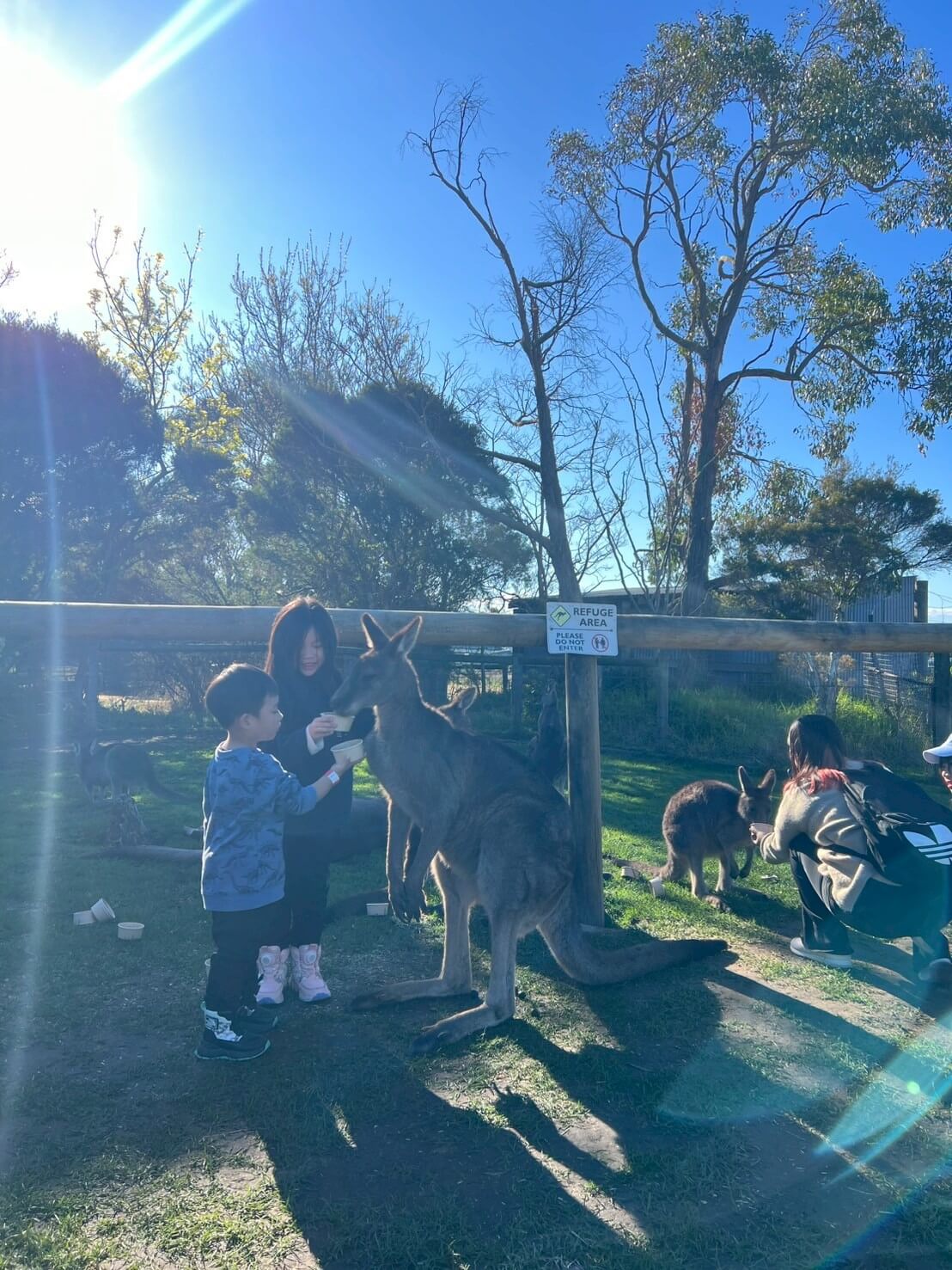 maru koala animal park 3