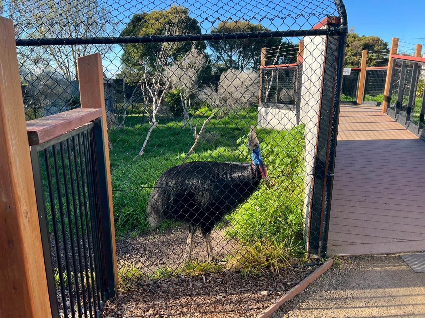 maru koala animal park 31