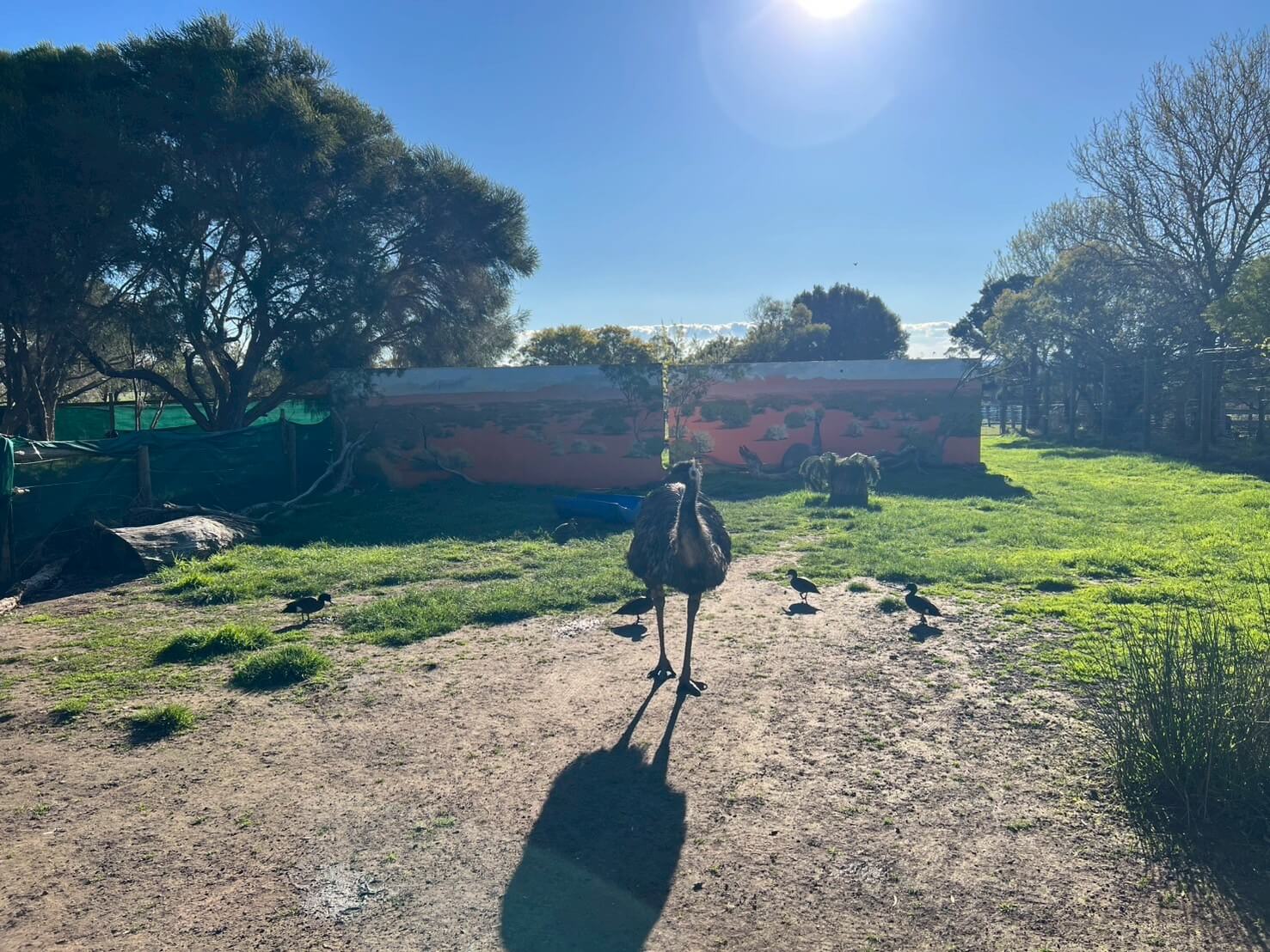 maru koala animal park 32