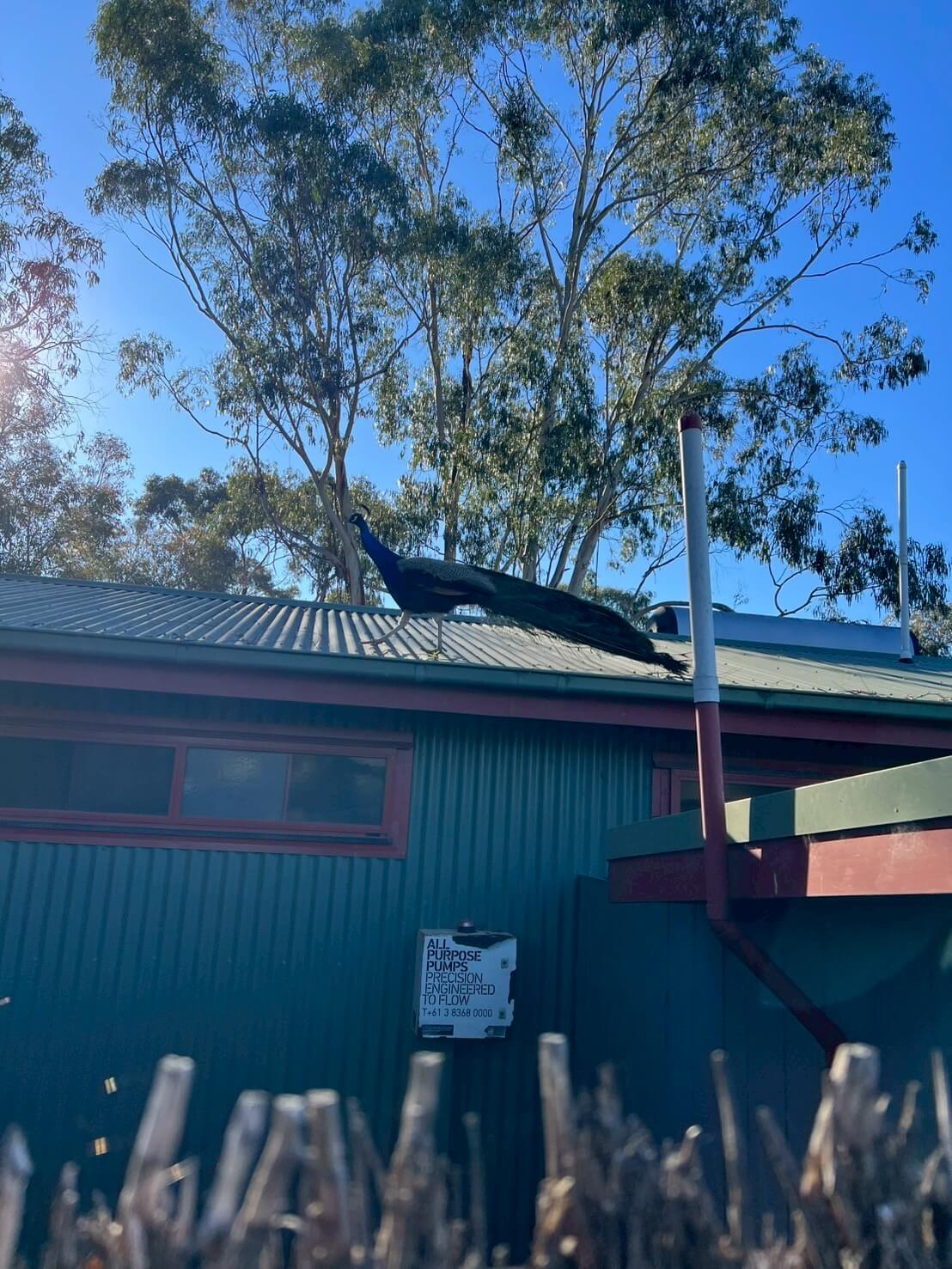 maru koala animal park 33