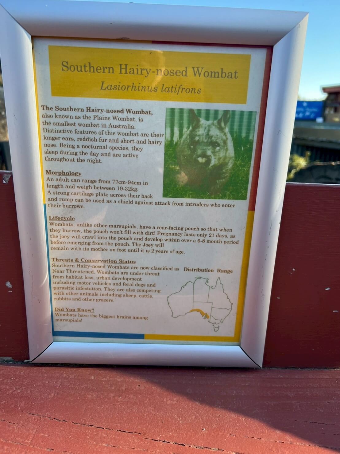 maru koala animal park 34