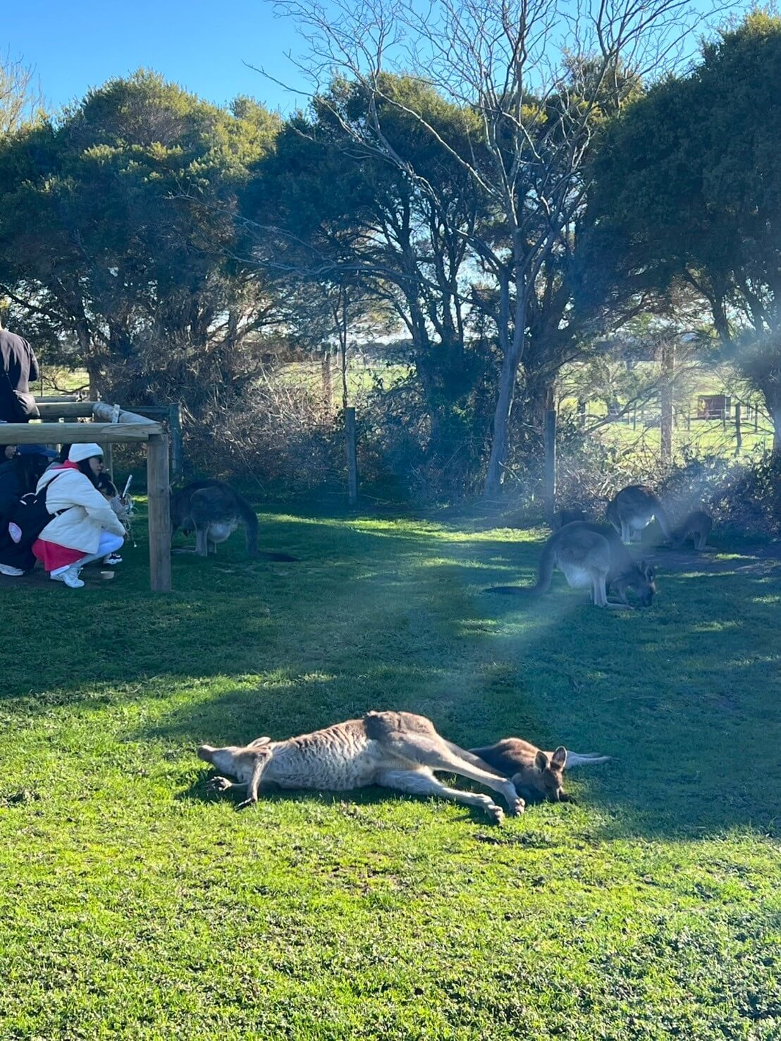 maru koala animal park 35