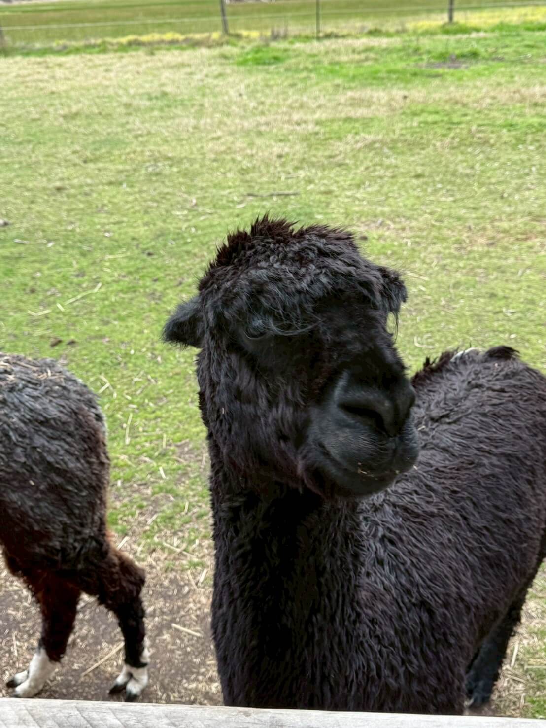 maru koala animal park 36