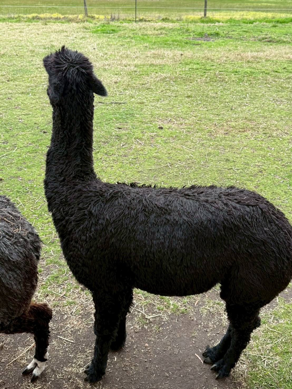 maru koala animal park 37