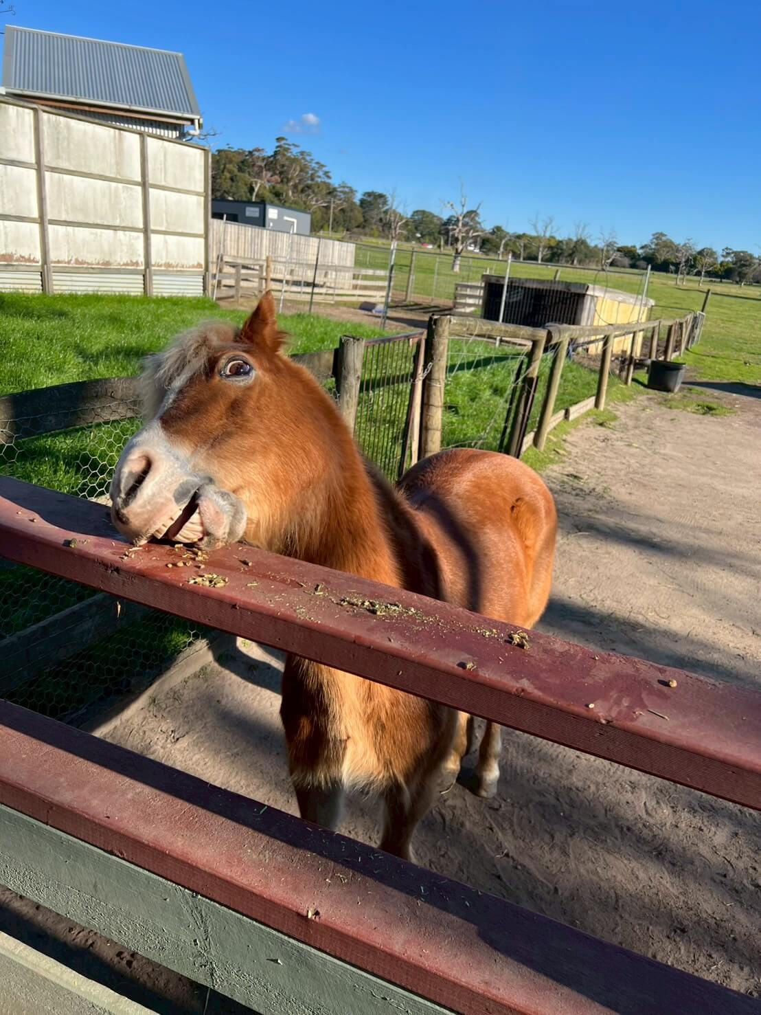maru koala animal park 4