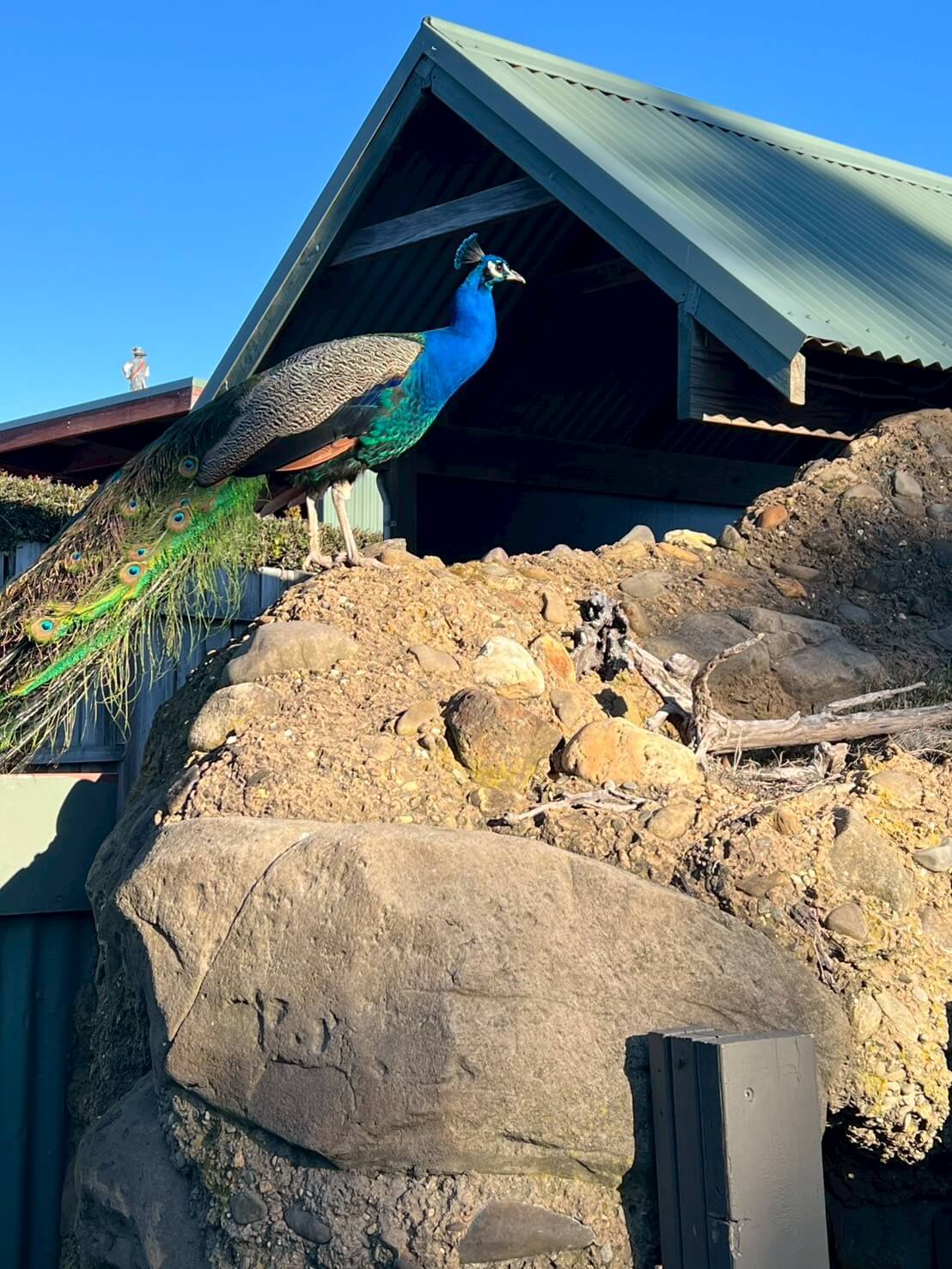 maru koala animal park 5