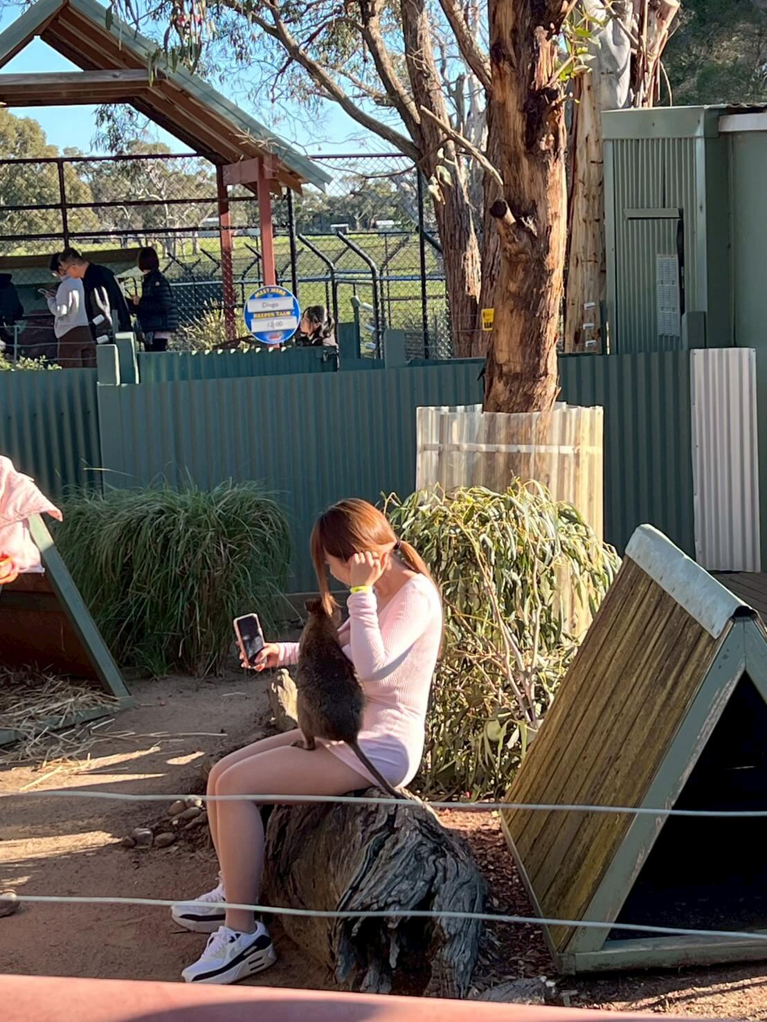 maru koala animal park 6