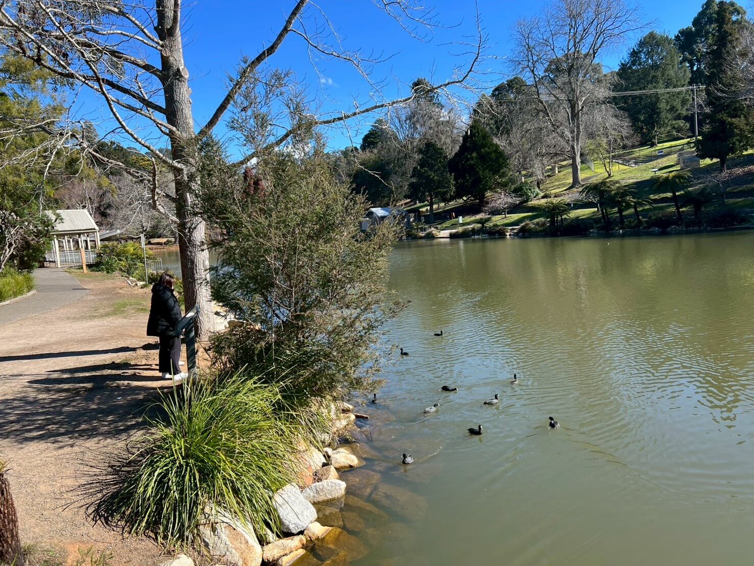 maru koala animal park 7