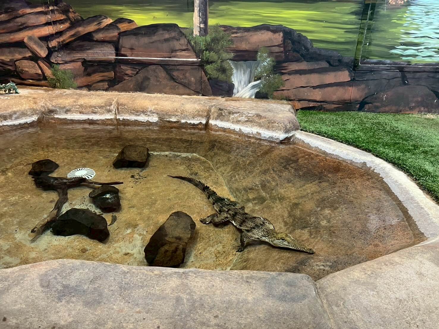 maru koala animal park 8