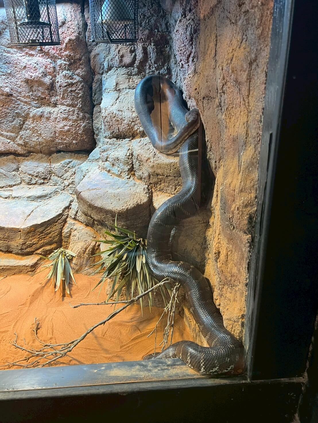 maru koala animal park 9