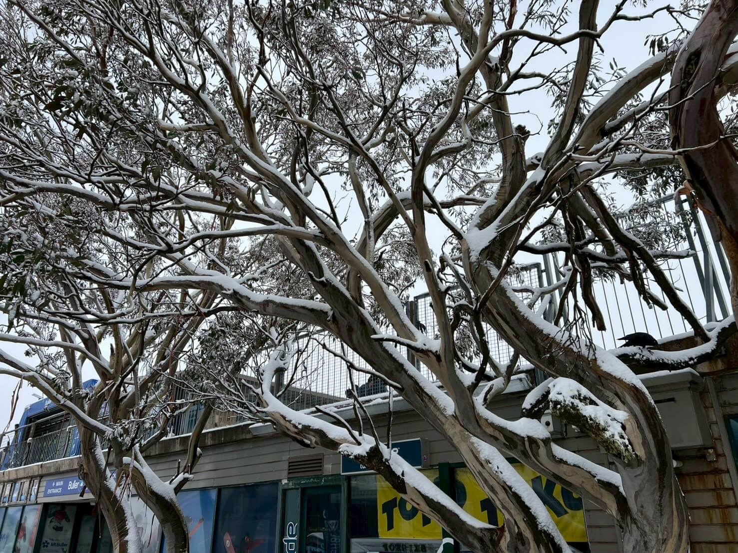 Mount Buller 15
